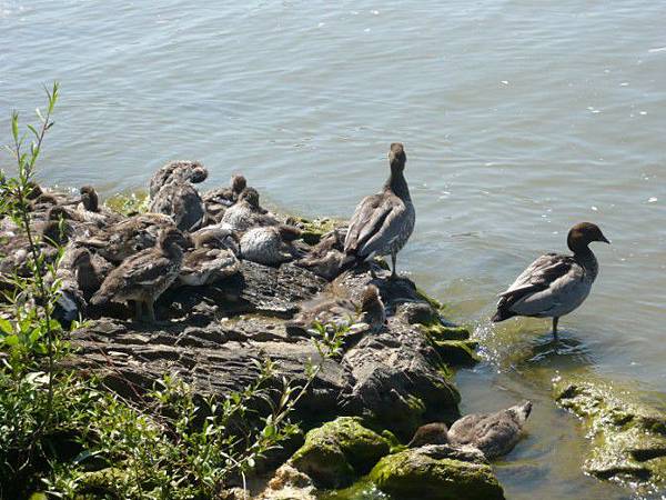 Lake Burley Griffin 2