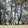 Tidbinbilla Nature Reserve 5