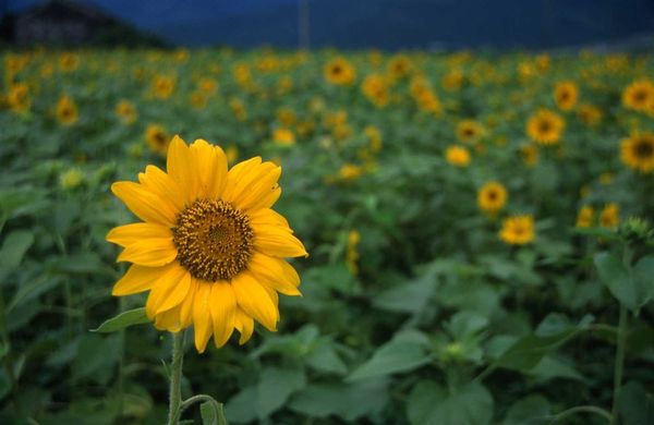 太陽花