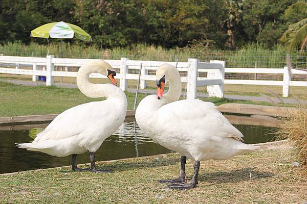 Swiss Sheep Farm Hua Hin