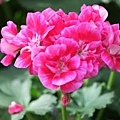 pelargonium-hortorum-2_5-wp.jpg