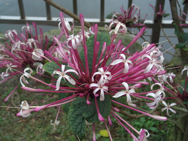 煙火花-星爍山茉莉1