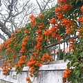 20090208秀竹琳阡淡水行15.jpg