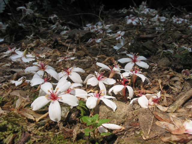 桐花北埔09.jpg