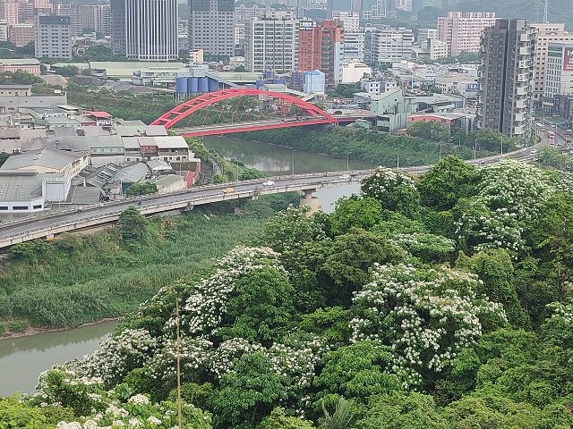 橫科山油桐花開