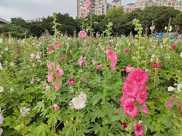 河濱公園騎車 ~ 古亭河濱蜀葵之森、新北恐龍園區、蝴蝶公園蝶