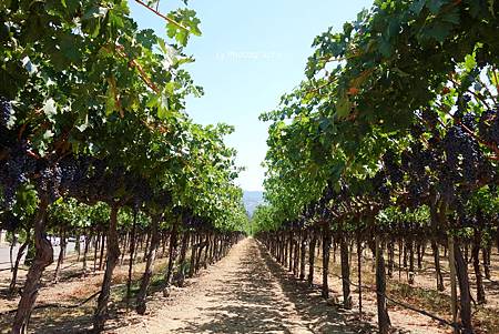 DSC04981.jpg DSC04981.jpg