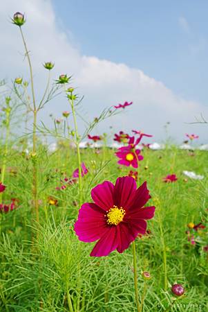 DSC08141_.jpg