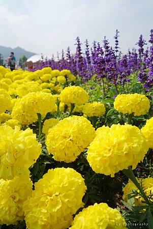 DSC08153_.jpg