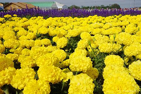 DSC08147_.jpg