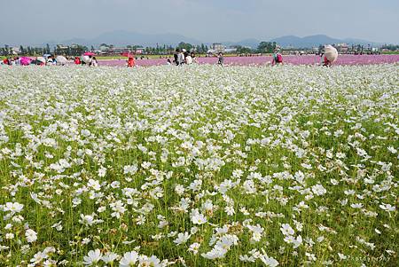 DSC08211_.jpg