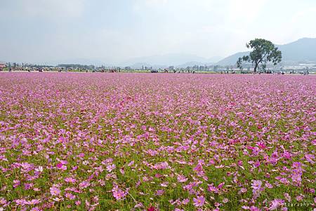 DSC08238_.jpg