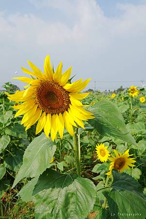 DSC08265_.jpg