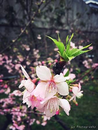 相片 2016-2-23 18 48 19.jpg 相片 2016-2-23 18 48 19.jpg