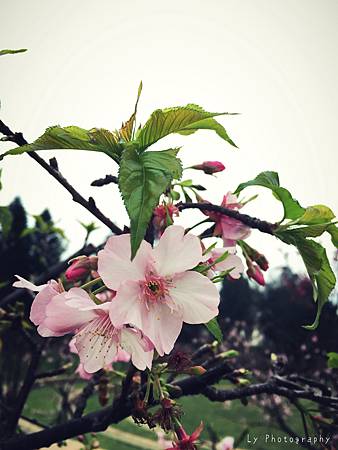 相片 2016-2-23 18 49 05.jpg 相片 2016-2-23 18 49 05.jpg