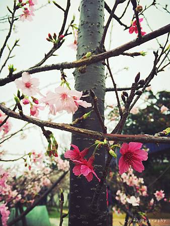 相片 2016-2-23 18 52 53.jpg 相片 2016-2-23 18 52 53.jpg