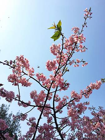相片 2016-3-2 21 01 33_.jpg 相片 2016-3-2 21 01 33_.jpg