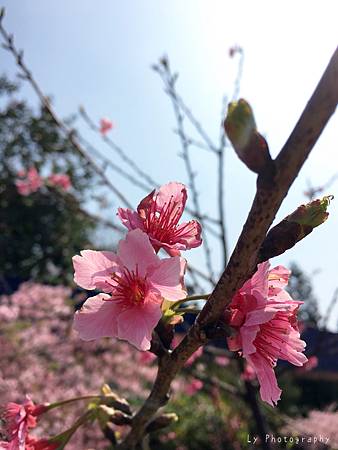 相片 2016-3-2 21 18 27_.jpg 相片 2016-3-2 21 18 27_.jpg