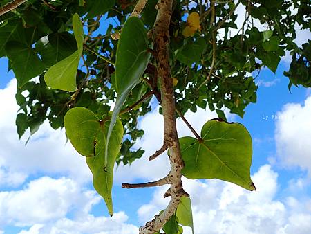 P6090373_.jpg P6090373_.jpg