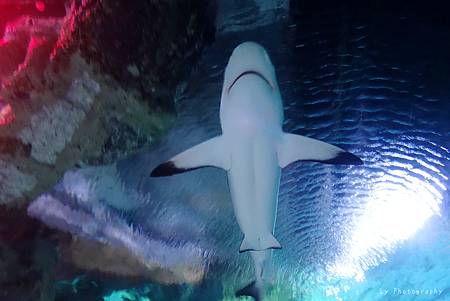 DSC03073_.jpg DSC03073_.jpg