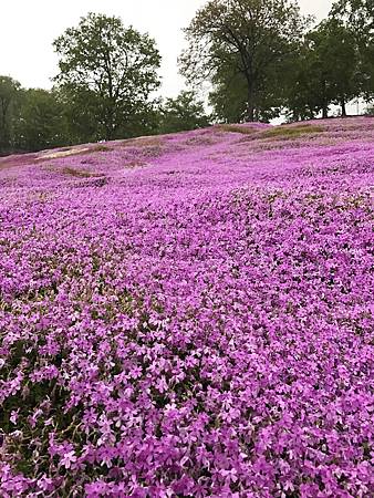 相片 2017-5-28 14 33 41_.jpg 相片 2017-5-28 14 33 41_.jpg