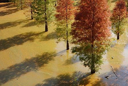 DSC03680_.jpg DSC03680_.jpg