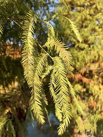 相片 2018-12-2 14 42 35_.jpg 相片 2018-12-2 14 42 35_.jpg