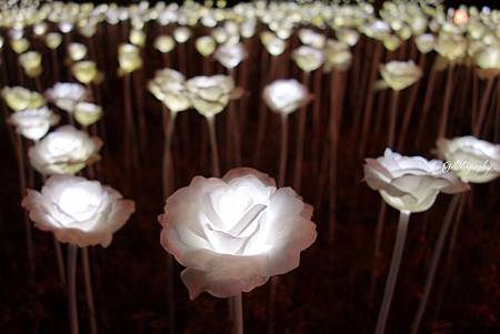 DSC04355_.jpg DSC04355_.jpg