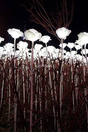 DSC04380_.jpg DSC04380_.jpg