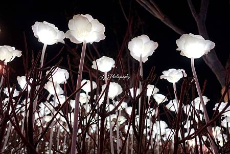 DSC04381_.jpg DSC04381_.jpg