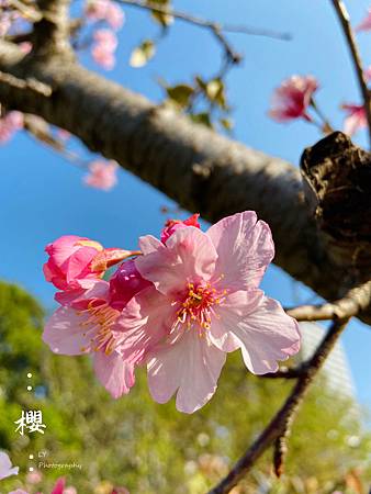 2020_Sakura (4).jpg