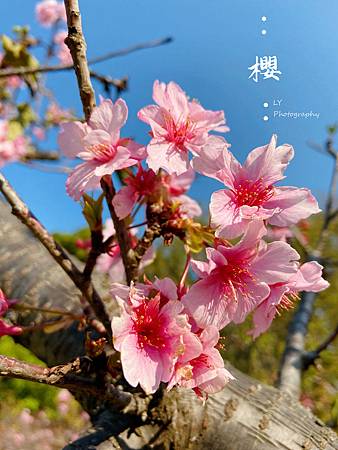 2020_Sakura (2).jpg