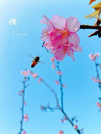 2020_Sakura (5).jpg