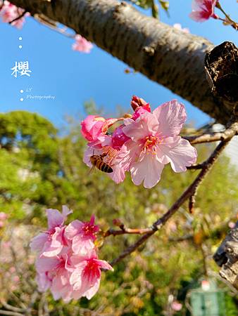 2020_Sakura (3).jpg