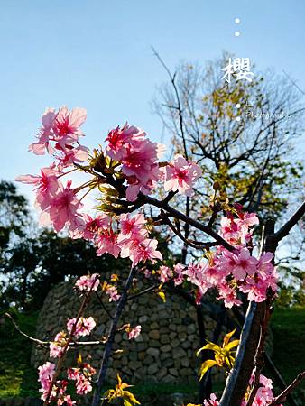 2020_Sakura (1).jpg