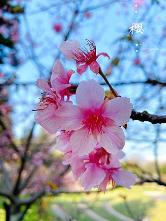 2020_Sakura (7).jpg