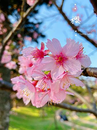 2020_Sakura (6).jpg
