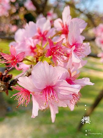 2020_Sakura (8).jpg