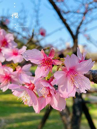 2020_Sakura (9).jpg