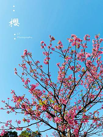 2020_Sakura (10).jpg