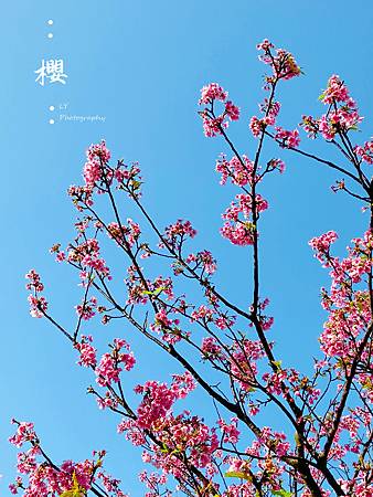 2020_Sakura (11).jpg