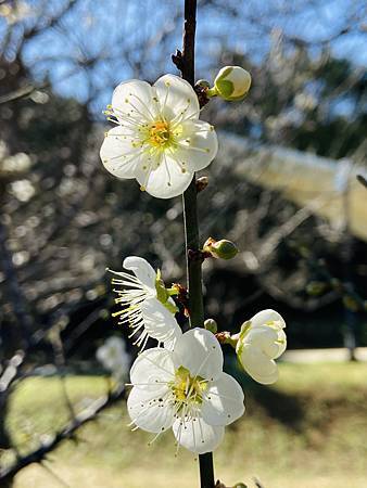 相片 2021-1-13 12 33 13.jpg