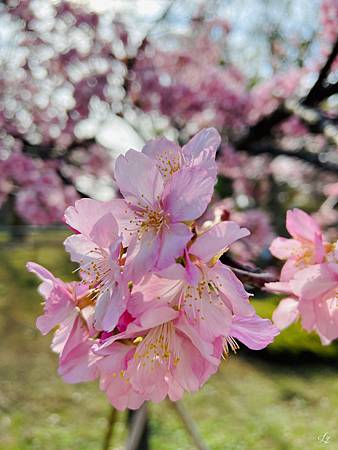 2021 Kawazu Sakura (3).jpg