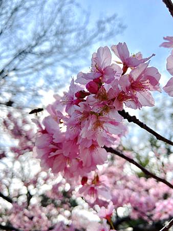 2021 Kawazu Sakura (2).jpg