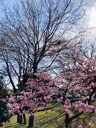 2021 Kawazu Sakura (1).jpg