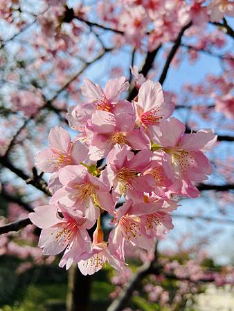 2021 Kawazu Sakura (7).jpg