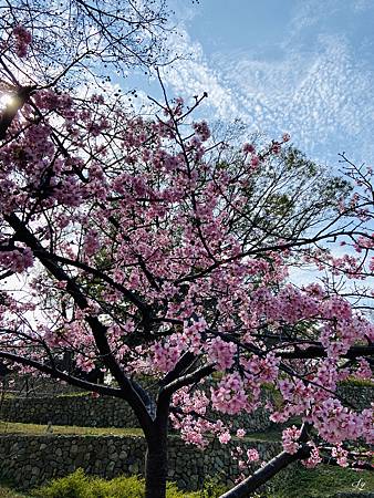 2021 Kawazu Sakura (4).jpg