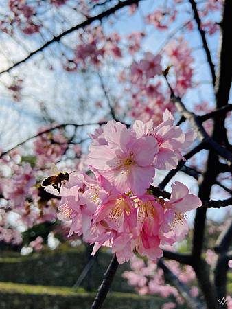 2021 Kawazu Sakura (6).jpg