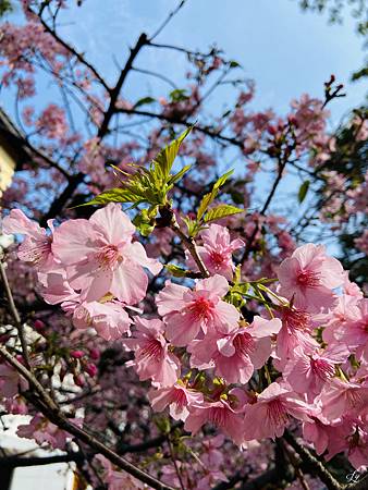 2021 Kawazu Sakura (11).jpg