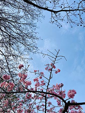 2021 Kawazu Sakura (8).jpg